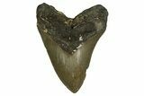 Serrated, Fossil Megalodon Tooth - North Carolina #328013-1